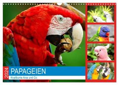 Papageien. Knallbunte Aras und Co. (Wandkalender 2024 DIN A3 quer), CALVENDO Monatskalender - Hurley, Rose