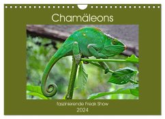 Chamäleons - faszinierende Freak Show (Wandkalender 2024 DIN A4 quer), CALVENDO Monatskalender