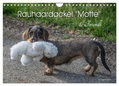 Rauhaardackel Motte & Friends (Wandkalender 2024 DIN A4 quer), CALVENDO Monatskalender - Kuhr, Susann