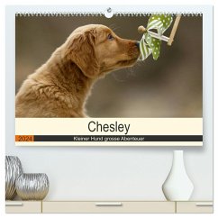 Chesley Kleiner Hund grosse Abenteuer (hochwertiger Premium Wandkalender 2024 DIN A2 quer), Kunstdruck in Hochglanz - Bea Müller, Hundefotografie