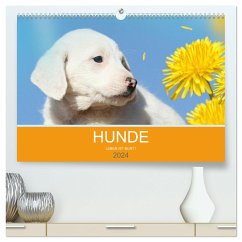 HUNDE LEBEN IST BUNT (hochwertiger Premium Wandkalender 2024 DIN A2 quer), Kunstdruck in Hochglanz
