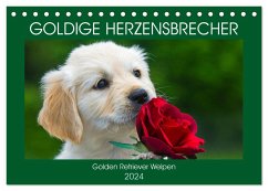 Goldige Herzensbrecher - Golden Retriever Welpen (Tischkalender 2024 DIN A5 quer), CALVENDO Monatskalender - Starick, Sigrid