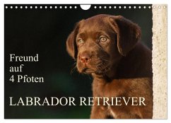 Freund auf 4 Pfoten - Labrador Retriever (Wandkalender 2024 DIN A4 quer), CALVENDO Monatskalender