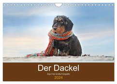 Der Dackel (Wandkalender 2024 DIN A4 quer), CALVENDO Monatskalender