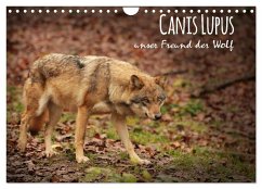 Canis Lupus - unser Freund der Wolf (Wandkalender 2024 DIN A4 quer), CALVENDO Monatskalender - Hollstein, Alexandra
