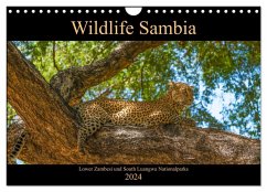 Wildlife Sambia (Wandkalender 2024 DIN A4 quer), CALVENDO Monatskalender