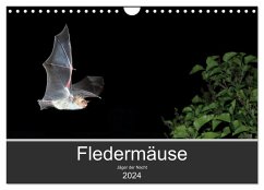Fledermäuse - Jäger der Nacht (Wandkalender 2024 DIN A4 quer), CALVENDO Monatskalender