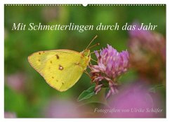 Mit Schmetterlingen durch das Jahr (Wandkalender 2024 DIN A2 quer), CALVENDO Monatskalender