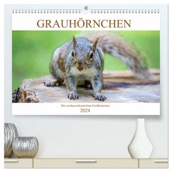 Grauhörnchen-Die nordamerikanischen Eichhörnchen (hochwertiger Premium Wandkalender 2024 DIN A2 quer), Kunstdruck in Hochglanz