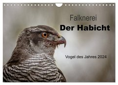 Falknerei Der Habicht (Wandkalender 2024 DIN A4 quer), CALVENDO Monatskalender