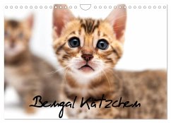Bengal Kätzchen (Wandkalender 2024 DIN A4 quer), CALVENDO Monatskalender - Enderlein - Bethari Bengals, Sylke