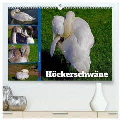 Faszination Höckerschwäne (hochwertiger Premium Wandkalender 2024 DIN A2 quer), Kunstdruck in Hochglanz