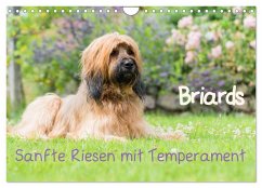 Briards - sanfte Riesen mit Temperament (Wandkalender 2024 DIN A4 quer), CALVENDO Monatskalender