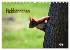 Eichhörnchen (Wandkalender 2024 DIN A3 quer), CALVENDO Monatskalender - Schnellewelten