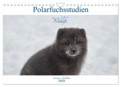 Polarfuchsstudien Wildlife (Wandkalender 2024 DIN A4 quer), CALVENDO Monatskalender - Gerken, Klaus