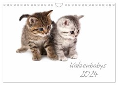 Katzenbabys (Wandkalender 2024 DIN A4 quer), CALVENDO Monatskalender