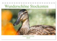 Wunderschöne Stockenten - Europäische Wasservögel (Tischkalender 2024 DIN A5 quer), CALVENDO Monatskalender - pixs:sell