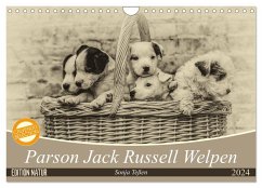 Parson Jack Russel Welpen (Wandkalender 2024 DIN A4 quer), CALVENDO Monatskalender