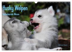 Husky Welpen (Wandkalender 2024 DIN A3 quer), CALVENDO Monatskalender - Ebardt, Michael
