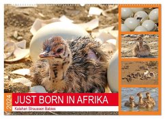 JUST BORN IN AFRIKA Kalahari Straussen Babies (Wandkalender 2024 DIN A2 quer), CALVENDO Monatskalender