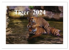 Tiger 2024 (Wandkalender 2024 DIN A2 quer), CALVENDO Monatskalender - Hennig, Jörg