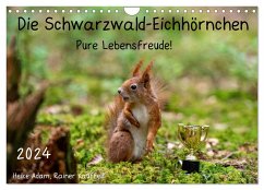 Die Schwarzwald-Eichhörnchen (Wandkalender 2024 DIN A4 quer), CALVENDO Monatskalender