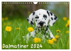 Dalmatiner 2024 (Wandkalender 2024 DIN A4 quer), CALVENDO Monatskalender