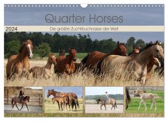 Quarter Horses - Die größte Zuchtbuchrasse der Welt (Wandkalender 2024 DIN A3 quer), CALVENDO Monatskalender
