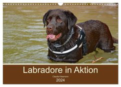 Labradore in Aktion (Wandkalender 2024 DIN A3 quer), CALVENDO Monatskalender