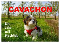 Ein Jahr mit Mathilda CAVACHON (Wandkalender 2024 DIN A2 quer), CALVENDO Monatskalender
