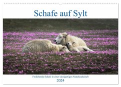 Schafe auf Sylt (Wandkalender 2024 DIN A2 quer), CALVENDO Monatskalender