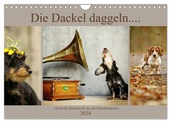 Die Dackel daggeln.... (Wandkalender 2024 DIN A4 quer), CALVENDO Monatskalender - Köntopp, Kathrin