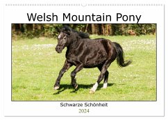 Welsh Mountain Pony - Schwarze Schönheit (Wandkalender 2024 DIN A2 quer), CALVENDO Monatskalender