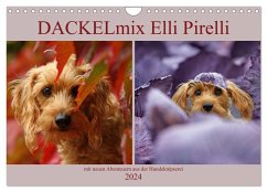 DACKELmix Elli Pirelli (Wandkalender 2024 DIN A4 quer), CALVENDO Monatskalender