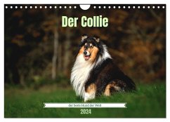 Der Collie der beste Hund der Welt (Wandkalender 2024 DIN A4 quer), CALVENDO Monatskalender
