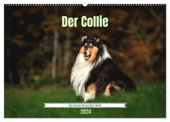 Der Collie der beste Hund der Welt (Wandkalender 2024 DIN A2 quer), CALVENDO Monatskalender