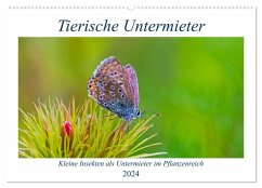 Tierische Untermieter (Wandkalender 2024 DIN A2 quer), CALVENDO Monatskalender - Stenner, Clemens