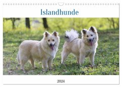 Islandhunde (Wandkalender 2024 DIN A3 quer), CALVENDO Monatskalender