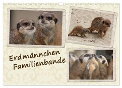 Erdmännchen Familienbande (Wandkalender 2024 DIN A3 quer), CALVENDO Monatskalender