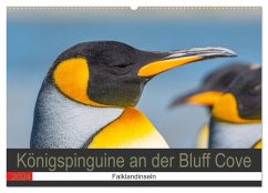 Königspinguine an der Bluff Cove (Wandkalender 2024 DIN A2 quer), CALVENDO Monatskalender
