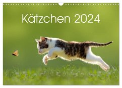 Kätzchen 2024 (Wandkalender 2024 DIN A3 quer), CALVENDO Monatskalender
