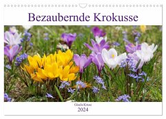 Bezaubernde Krokusse (Wandkalender 2024 DIN A3 quer), CALVENDO Monatskalender