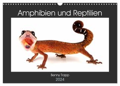 Amphibien und Reptilien (Wandkalender 2024 DIN A3 quer), CALVENDO Monatskalender