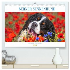 Berner Sennenhund - Eine Liebe für´s Leben (hochwertiger Premium Wandkalender 2024 DIN A2 quer), Kunstdruck in Hochglanz