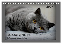 GRAUE ENGEL Britischkurzhaar-Katzen (Tischkalender 2024 DIN A5 quer), CALVENDO Monatskalender