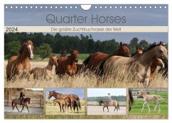 Quarter Horses - Die größte Zuchtbuchrasse der Welt (Wandkalender 2024 DIN A4 quer), CALVENDO Monatskalender - Mielewczyk, B.