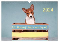 Ein Basenji Baby wird groß (Wandkalender 2024 DIN A3 quer), CALVENDO Monatskalender