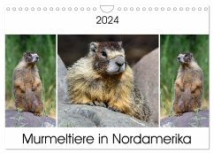 Murmeltiere in Nordamerika (Wandkalender 2024 DIN A4 quer), CALVENDO Monatskalender