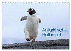 Antarktische Halbinsel (Wandkalender 2024 DIN A3 quer), CALVENDO Monatskalender