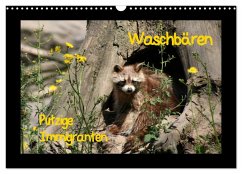 Waschbären (Wandkalender 2024 DIN A3 quer), CALVENDO Monatskalender - Lindert-Rottke, Antje